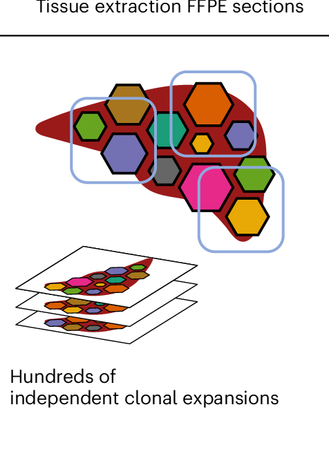 Integrated in vivo combinatorial functional genomics and spatial transcriptomics of tumours figure